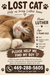 Lost Male Cat last seen Midpark Rd, Dallas, TX 75240