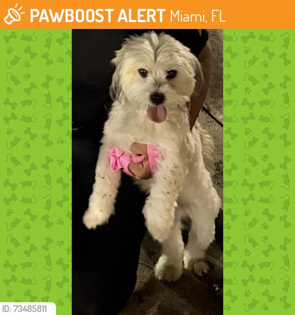 Found/Stray Male Dog last seen Overtown area, Miami, FL 33125