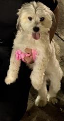 Found/Stray Male Dog last seen Overtown area, Miami, FL 33125