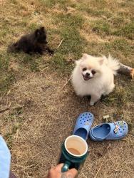Reunited Female Dog last seen Mitchell elementary school, Richmond, BC 