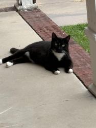 Reunited Male Cat last seen Pressler Road and Rolling Meadows, Akron, OH 44312