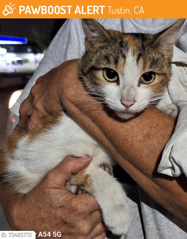 Found/Stray Male Cat last seen Redhill ave/ El Camino Real, Tustin, CA 92780