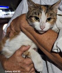 Found/Stray Male Cat last seen Redhill ave/ El Camino Real, Tustin, CA 92780