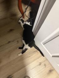 Reunited Male Cat last seen Whitcomb St, Richmond, VA 23223