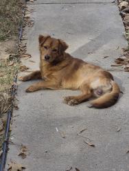 Found/Stray Male Dog last seen Buttermilk Rd, Floyd County, GA 30124