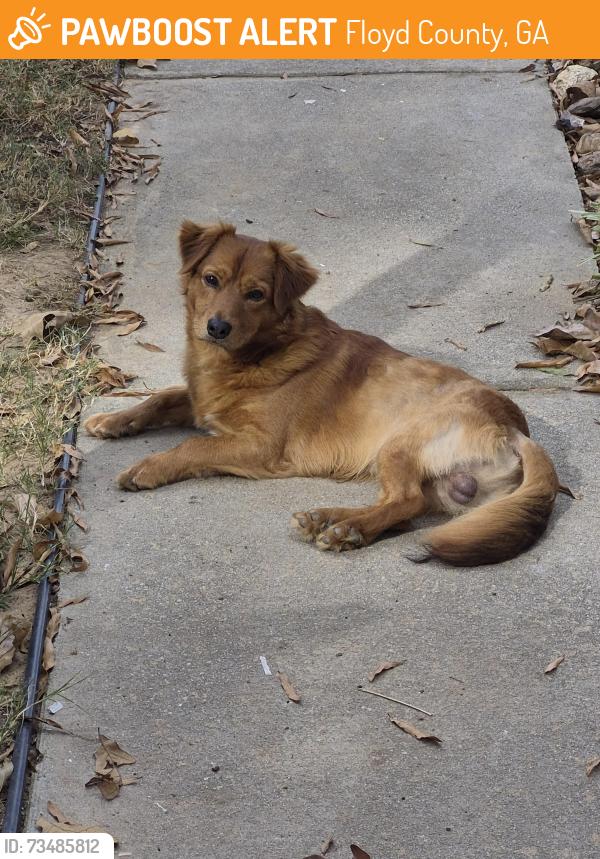 Found/Stray Male Dog last seen Buttermilk Rd, Floyd County, GA 30124