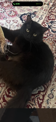 Reunited Male Cat last seen Iron works, Saugus, MA 01906
