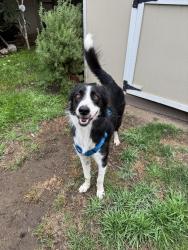 Reunited Male Dog last seen El Camino real, Sunnyvale, CA 94086