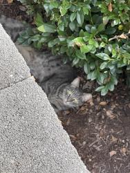 Reunited Unknown Cat last seen Near Tapestry Way, Knoxville, TN 37932, USA, Knoxville, TN 37932