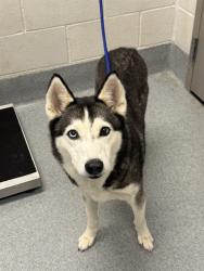 Shelter Stray Female Dog last seen Near, 5001 E Raymond St, Indianapolis, IN 46203, USA