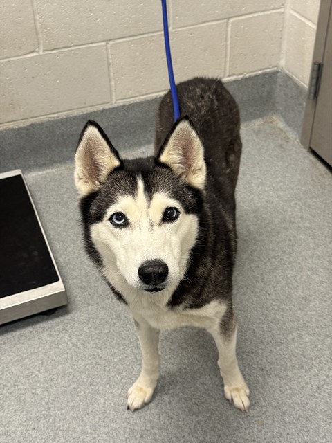 Shelter Stray Female Dog last seen Near, 5001 E Raymond St, Indianapolis, IN 46203, USA