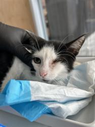 Shelter Stray Male Cat last seen 48TH ST, 1150 11 Mile Corner, Casa Grande, AZ 85194, USA