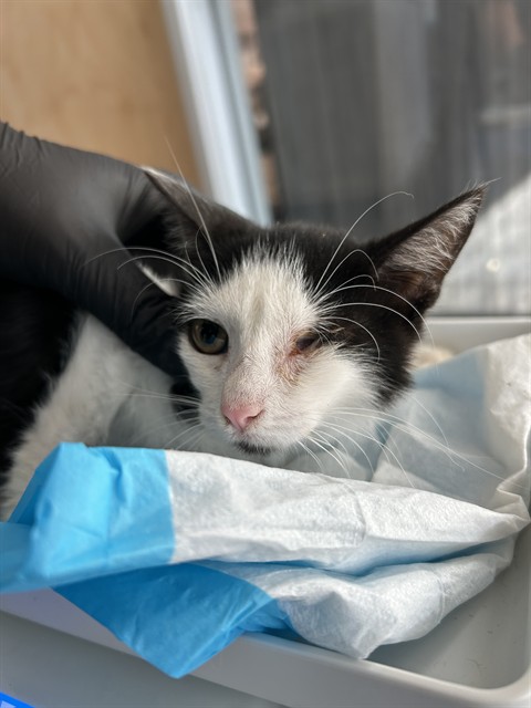 Shelter Stray Male Cat last seen 48TH ST, 1150 11 Mile Corner, Casa Grande, AZ 85194, USA