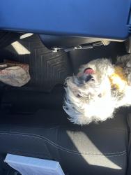 Reunited Male Dog last seen Zuni and central, Albuquerque, NM 87123