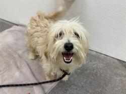 Shelter Stray Female Dog last seen 51ST AVE AND SWEETWATER AVE, 2500 S 27th Ave, Phoenix, AZ 85009, USA