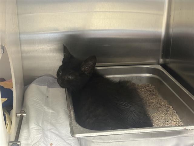 Shelter Stray Unknown Cat last seen 27TH/LOOMIS - SPECTRUM PARKING LOT, 3839 W Burnham St, West Milwaukee, WI 53215, USA