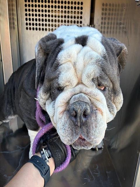 Shelter Stray Male Dog last seen S 177TH AVE AND W RAYMOND ST, 2500 S 27th Ave, Phoenix, AZ 85009, USA
