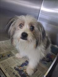 Shelter Stray Male Dog last seen , 1850 W 60th St, Los Angeles, CA 90047, USA