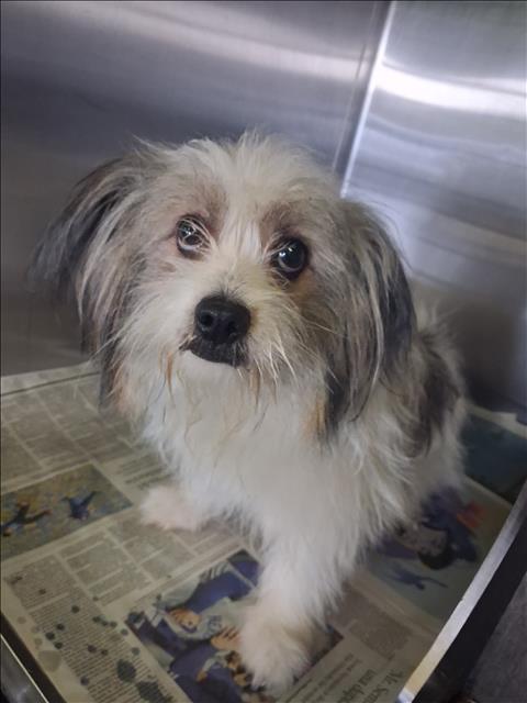Shelter Stray Male Dog last seen , 1850 W 60th St, Los Angeles, CA 90047, USA