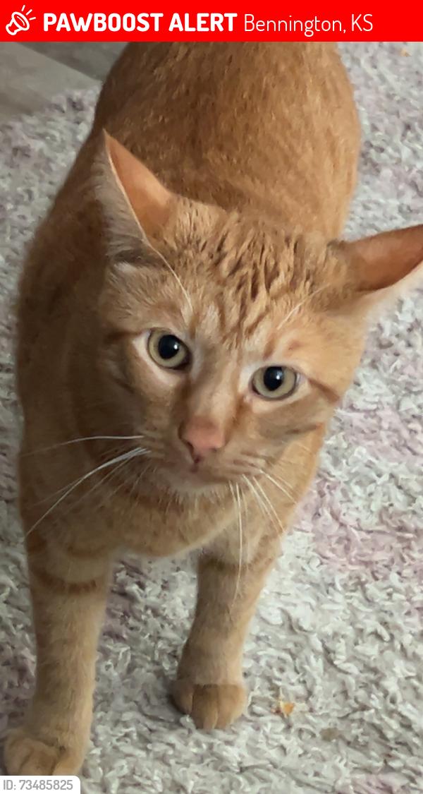 Lost Male Cat last seen Front st and main st in bennington, Bennington, KS 67422