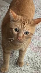 Lost Male Cat last seen Front st and main st in bennington, Bennington, KS 67422