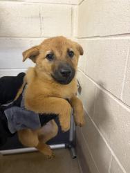 Shelter Stray Male Dog last seen MCKINNEY RD, 1601 Airport Rd, Shelby, NC 28150, USA