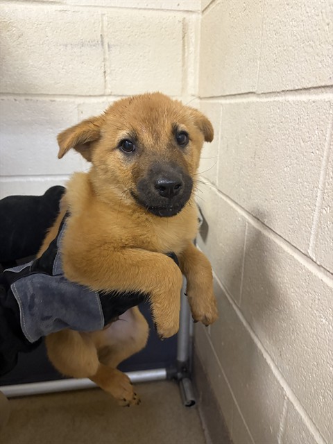 Shelter Stray Male Dog last seen MCKINNEY RD, 1601 Airport Rd, Shelby, NC 28150, USA