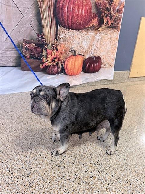 Shelter Stray Female Dog last seen Near BLOCK NW 9 TER, 3599 NW 79th Ave, Doral, FL 33122, USA