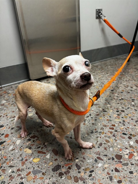 Shelter Stray Male Dog last seen Near BLOCK N 16TH ST & CANAL, 5501 E Van Buren St, Phoenix, AZ 85008, USA