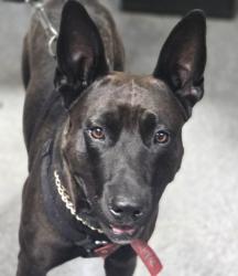 Shelter Stray Male Dog last seen , 3201 Lacy St, Los Angeles, CA 90031, USA