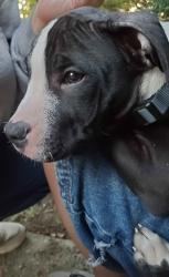 Found/Stray Male Dog last seen Edgewood & Willys Pkwy, Toledo, OH 43612
