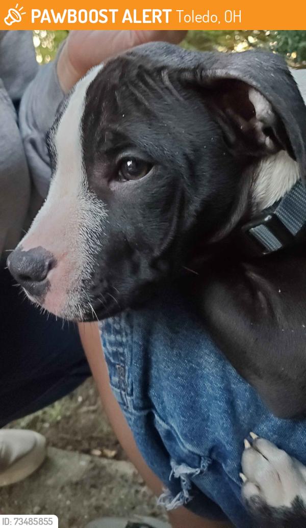 Found/Stray Male Dog last seen Edgewood & Willys Pkwy, Toledo, OH 43612