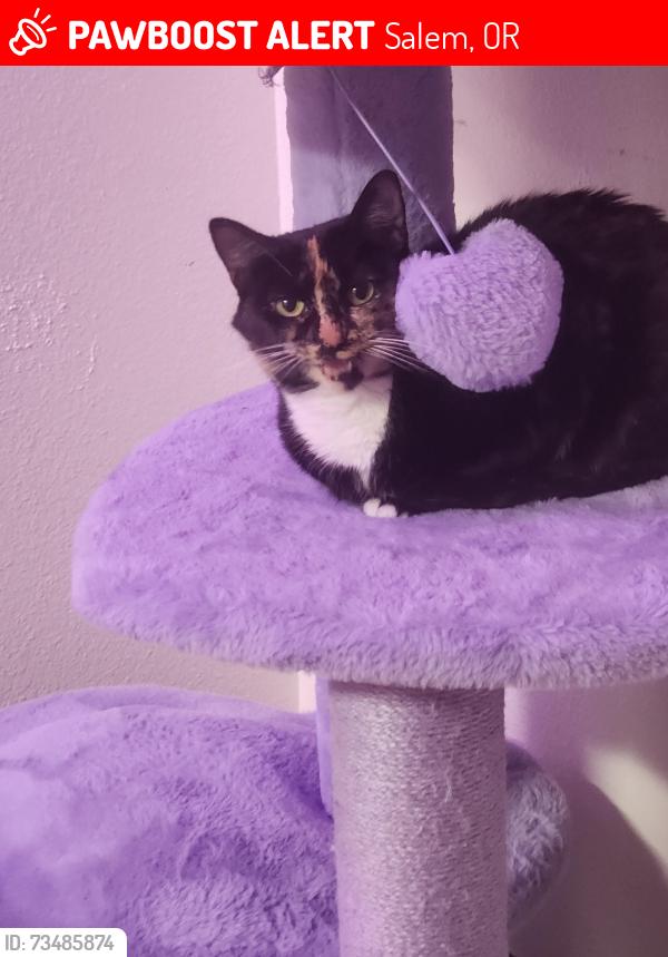 Lost Female Cat last seen Behind Sandalwood apmts, Salem, OR 97305
