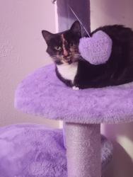 Lost Female Cat last seen Behind Sandalwood apmts, Salem, OR 97305