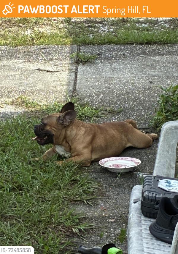 Found/Stray Unknown Dog last seen Spring Hill Dr and Coranado, Spring Hill, FL 34609
