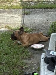 Found/Stray Unknown Dog last seen Spring Hill Dr and Coranado, Spring Hill, FL 34609