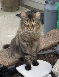 Reunited Male Cat last seen Lisa Marie Terrace, Millville, NJ 08332