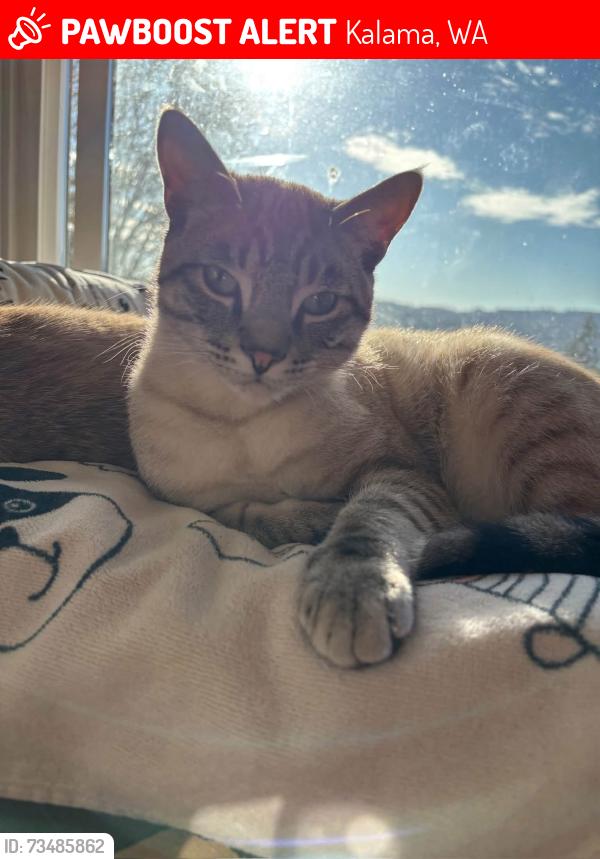 Lost Male Cat last seen Meeker and nectarine, Kalama, WA 98625