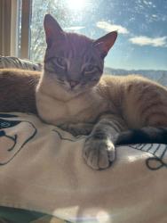 Lost Male Cat last seen Meeker and nectarine, Kalama, WA 98625