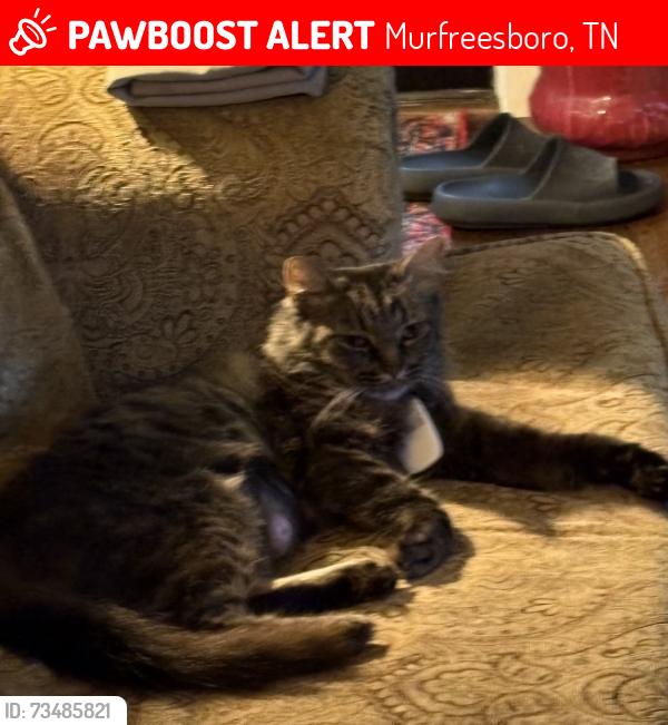 Lost Female Cat last seen Alexander Dr, Murfreesboro, TN 37130