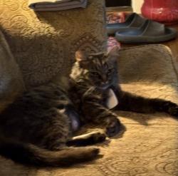 Lost Female Cat last seen Alexander Dr, Murfreesboro, TN 37130