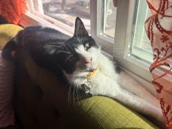 Reunited Male Cat last seen Last scene on Mina Dr., Jersey City, NJ 07305