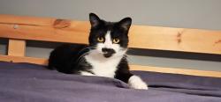 Reunited Female Cat last seen Pound bank road malvern, , England WR14