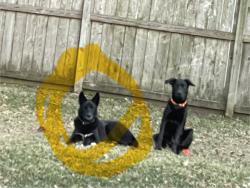 Reunited Male Dog last seen Thursa lane and Blackhawk boulevard, Friendswood, TX 77546