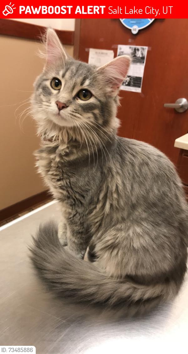 Lost Female Cat last seen Near W & W 600 S, Salt Lake City, UT 84101