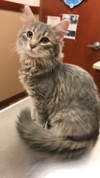 Lost Female Cat last seen Near W & W 600 S, Salt Lake City, UT 84101