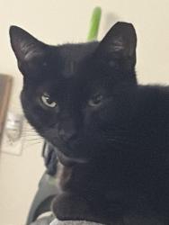 Lost Male Cat last seen Fort bragg, Fayetteville, NC 28307