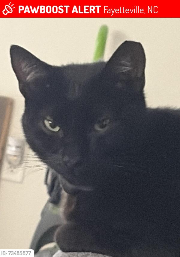 Lost Male Cat last seen Fort bragg, Fayetteville, NC 28307