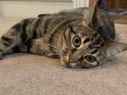 Reunited Female Cat last seen Woodbridge Subdivision, Dallas, TX 75243