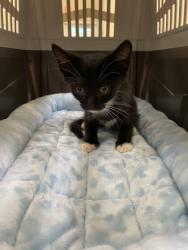 Shelter Stray Male Cat last seen Near 21st St, Vero Beach, FL, 6230 77th St, Vero Beach, FL 32967, USA